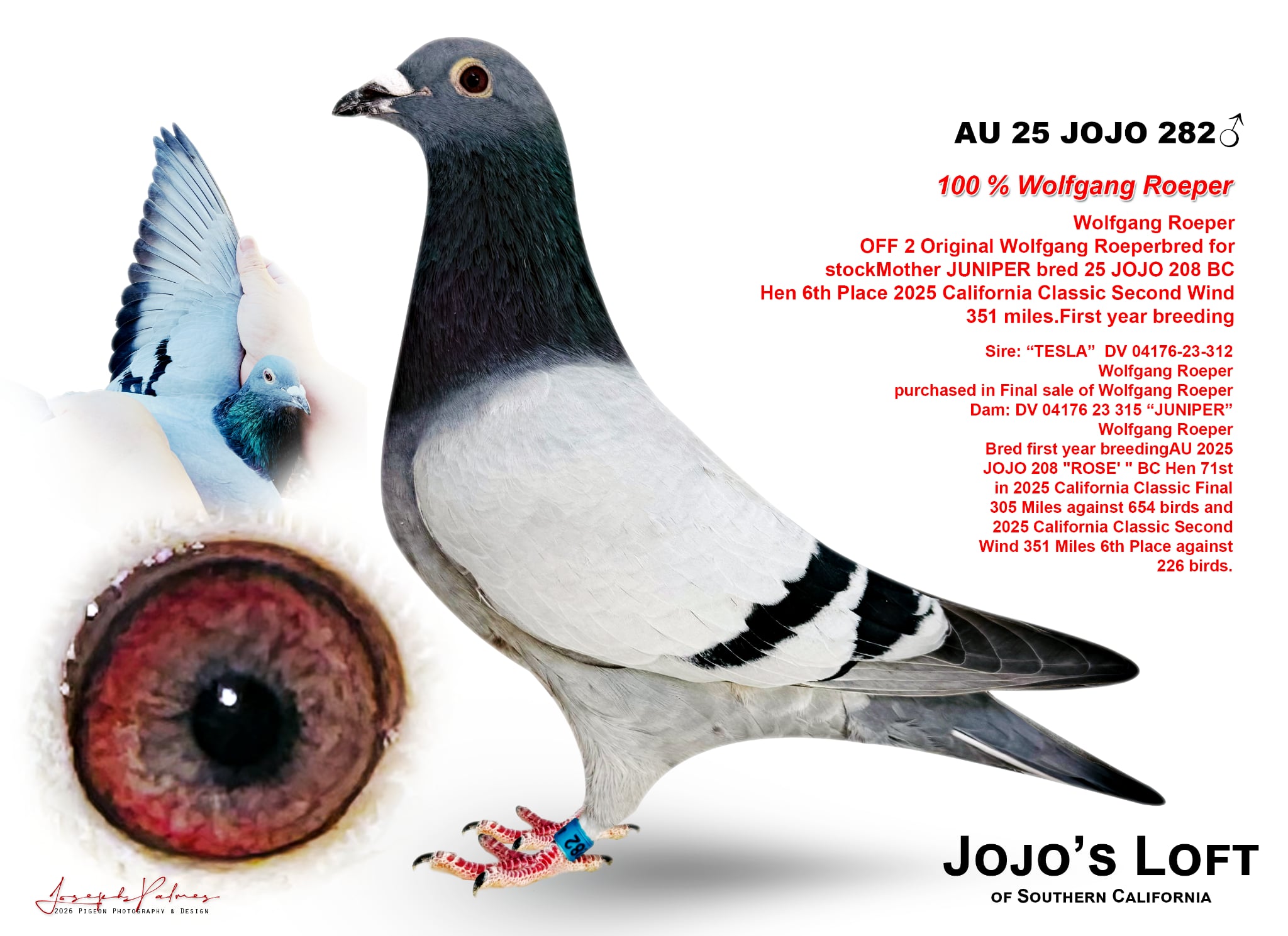 AU 2025 JOJO 282 Blue Bar Cock