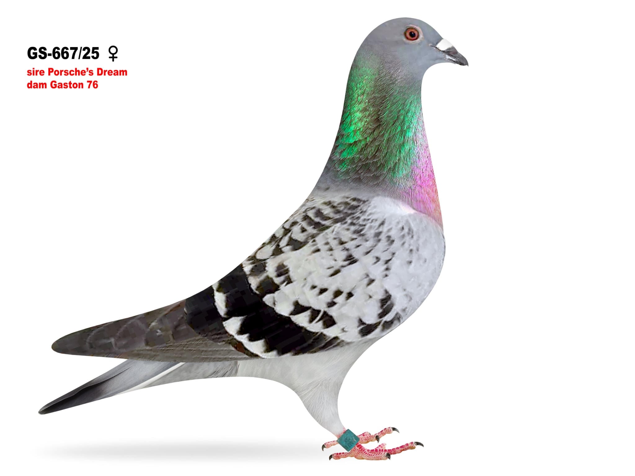 GS-667/25 Daughter Porsche