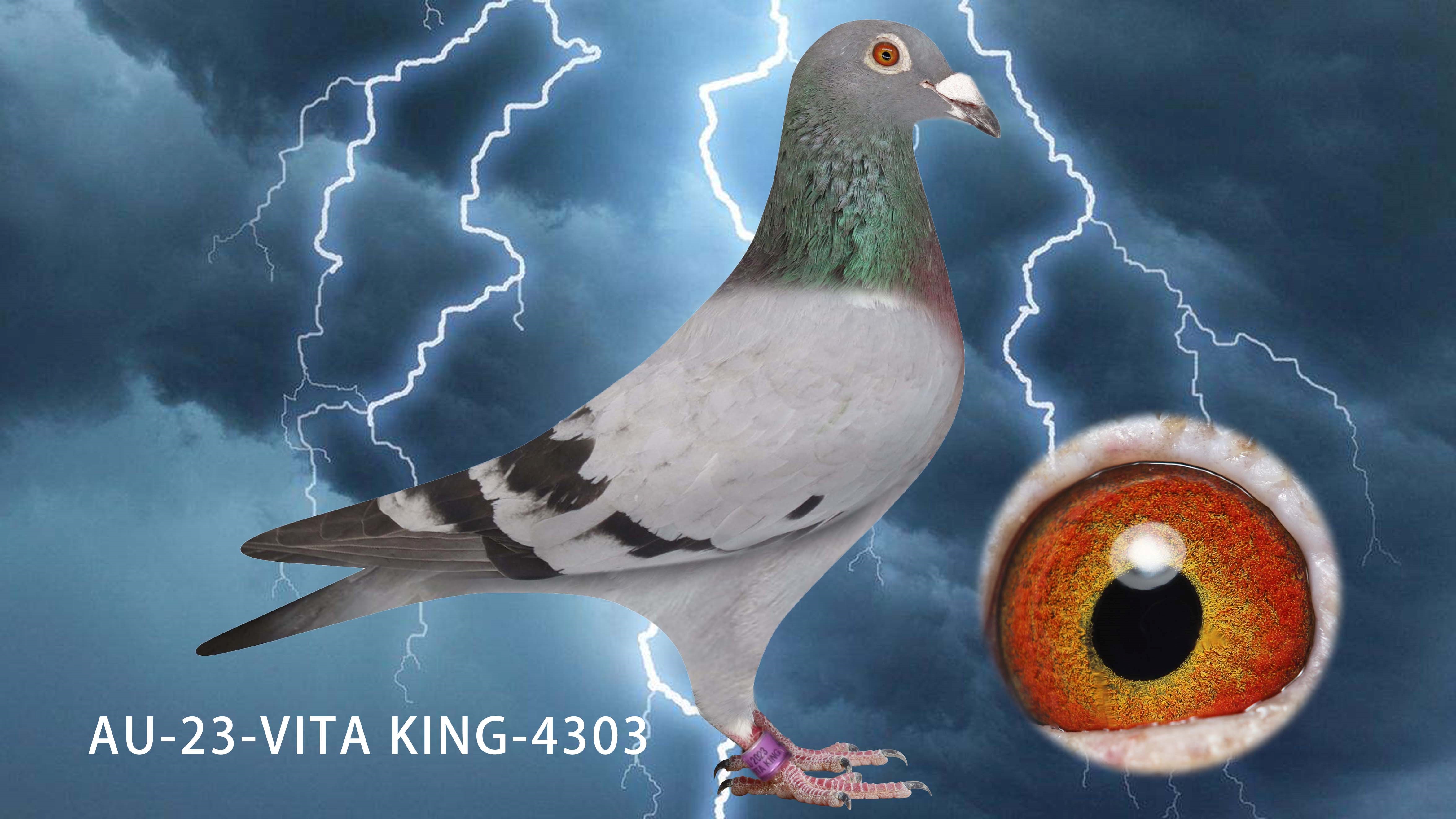 AU-23-Vita King-4303 Hen