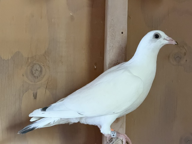 2026 Young Bird - White