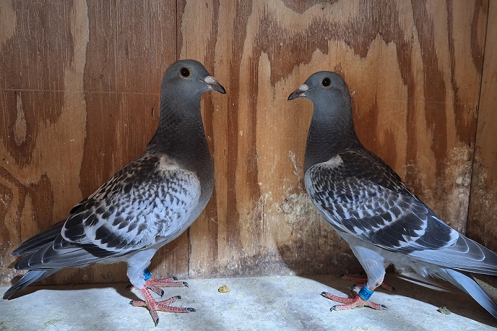 2026 nestmates AU ARPU 248526 / 248527 PURE GEBR. JANSSEN ARENDONK