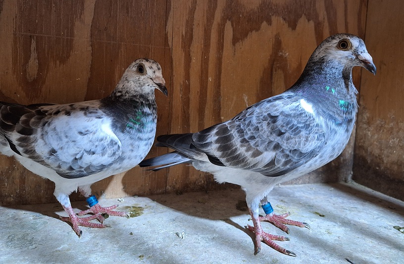 2026 nestmates AU ARPU 248520 / 248548 Inbred to the legendary "SILVER SHADOW" EIJERKAMP Van Loon