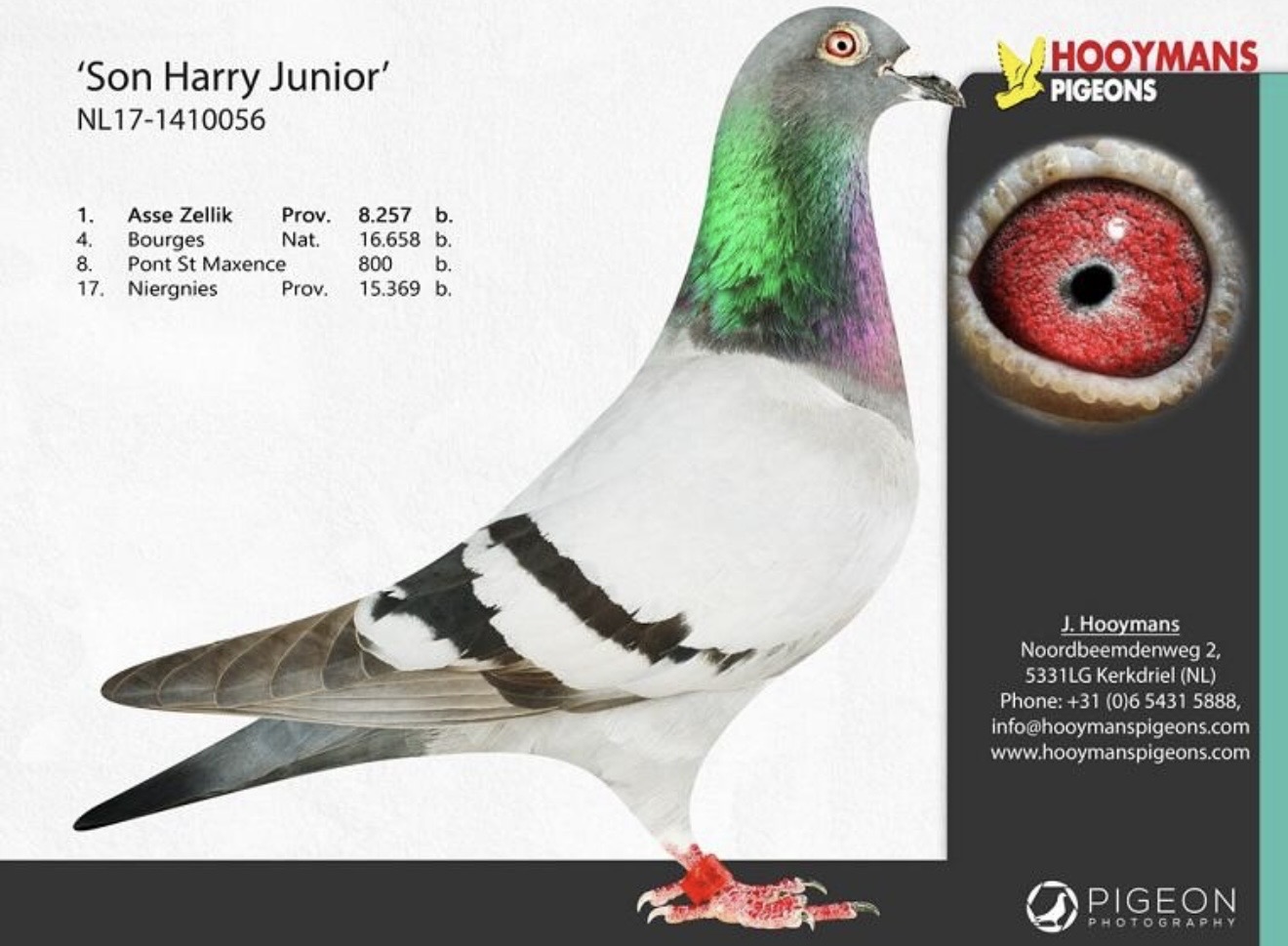 Dirk Van Den Bulck  
Double Harry x Golden Harry 