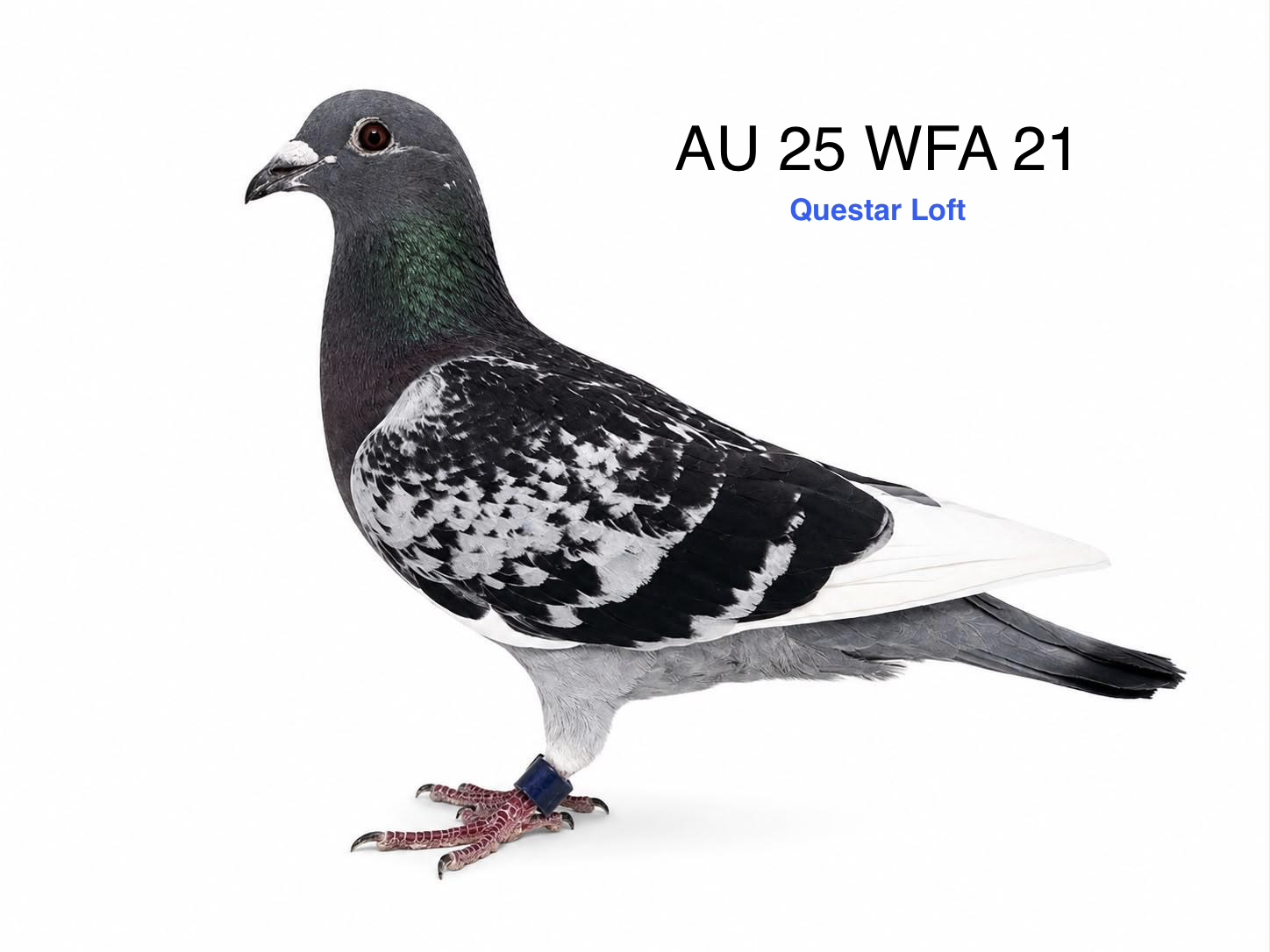 AU 25 WFA 21, Blue Check WFT Cock
