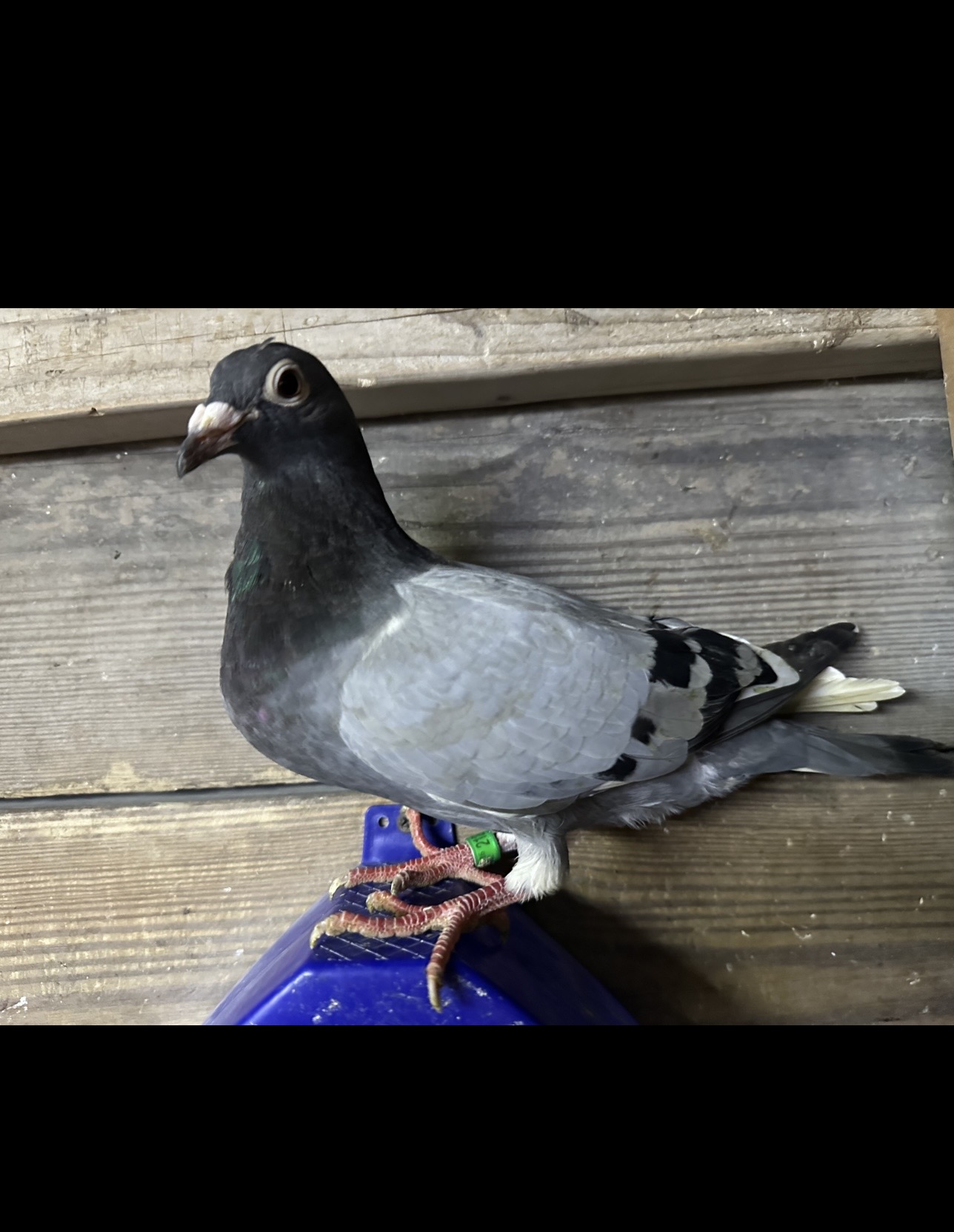 Preview Image 3