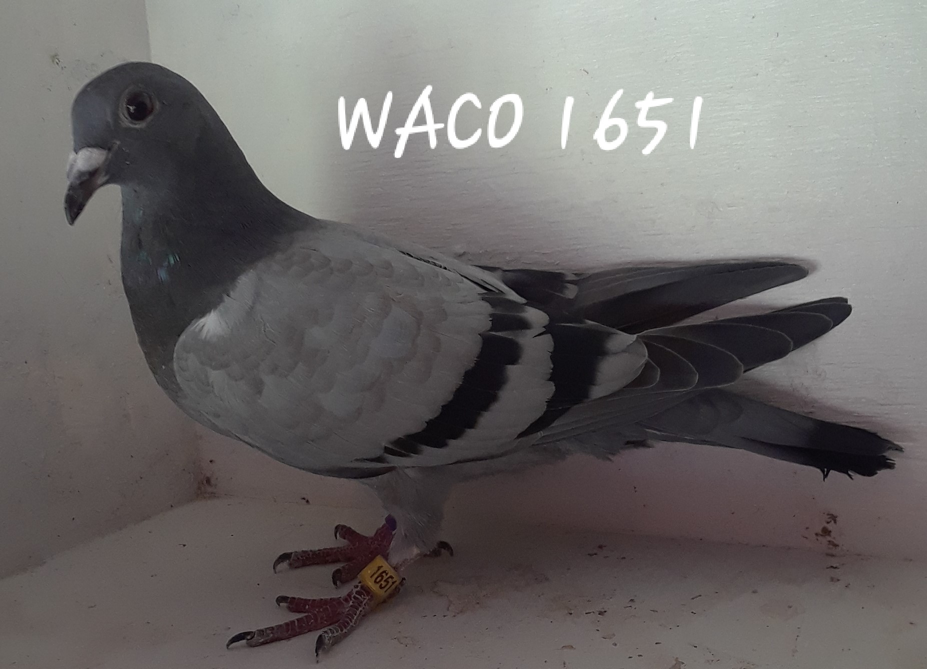 iPigeon.com - Racing Pigeon Auction