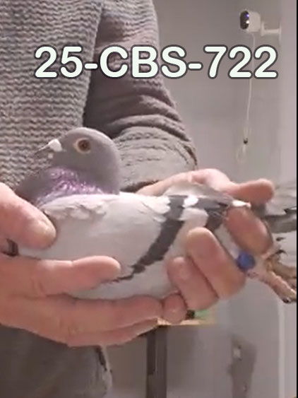 25-CBS-722 Blue male.