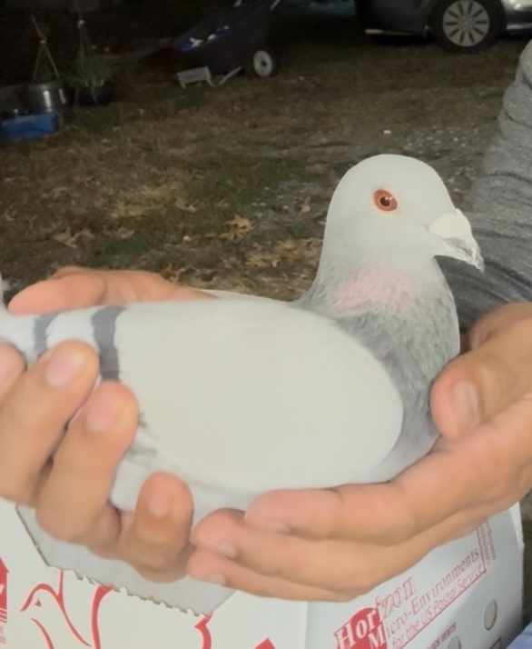 38760 AU 25 JEDD Blue Bar Cock