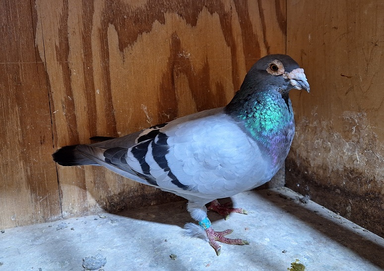 Preview Image 6