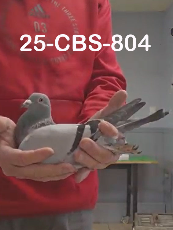 25-CBS-804 Blue hen. 