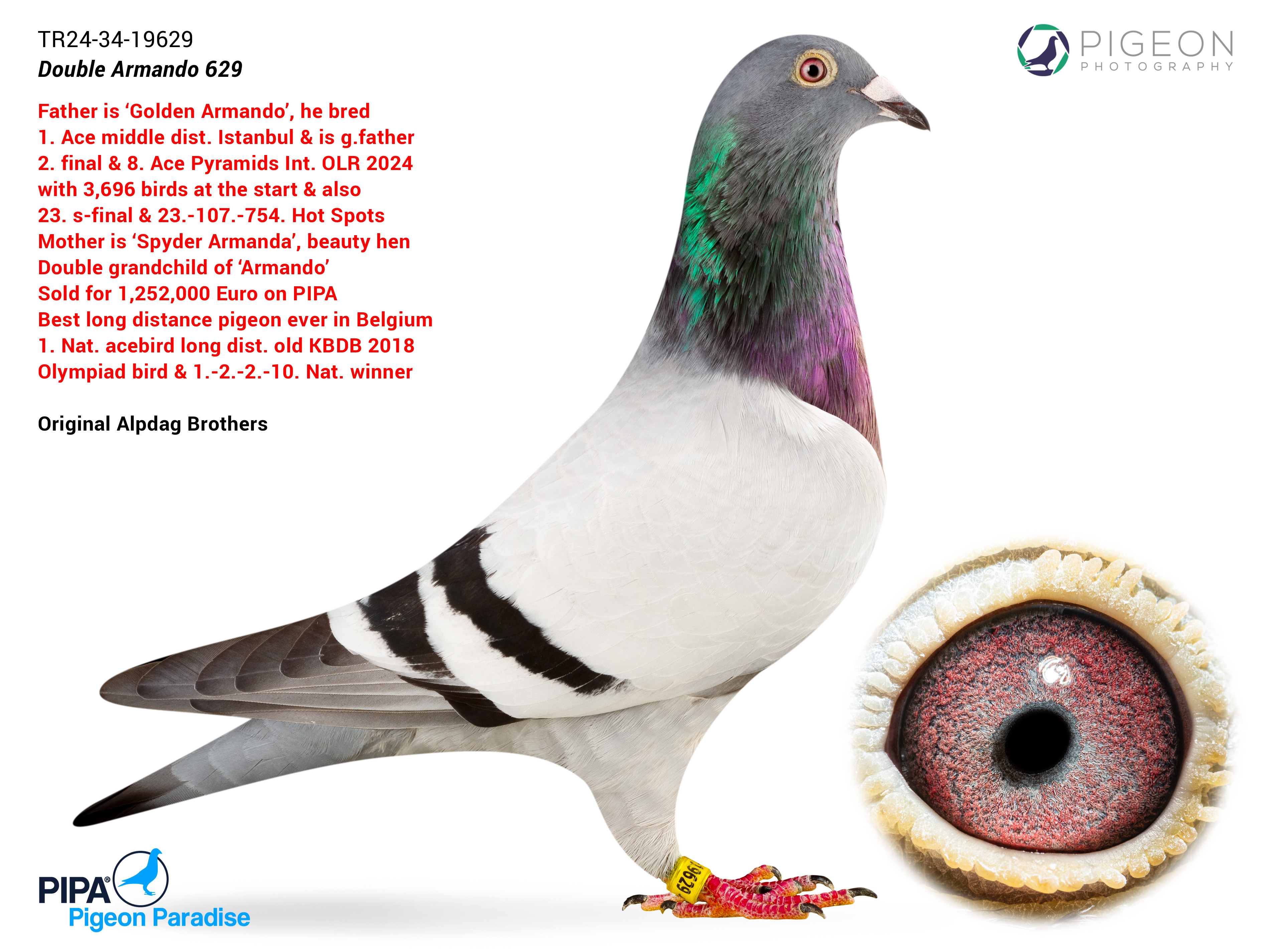 DOUBLE ARMANDO 629 – Concentrated Armando Bloodline