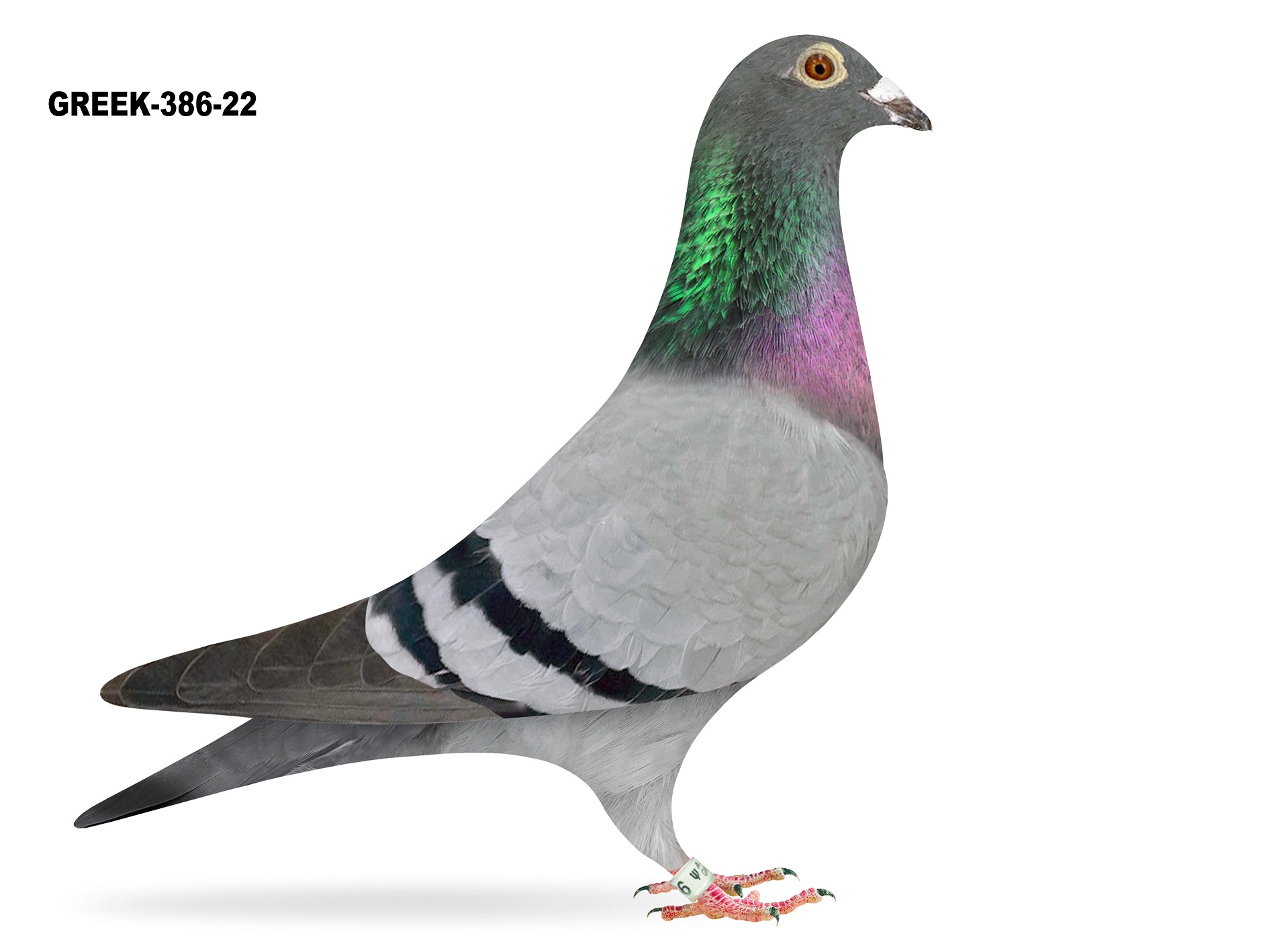 GREEK-386-22 BBWF