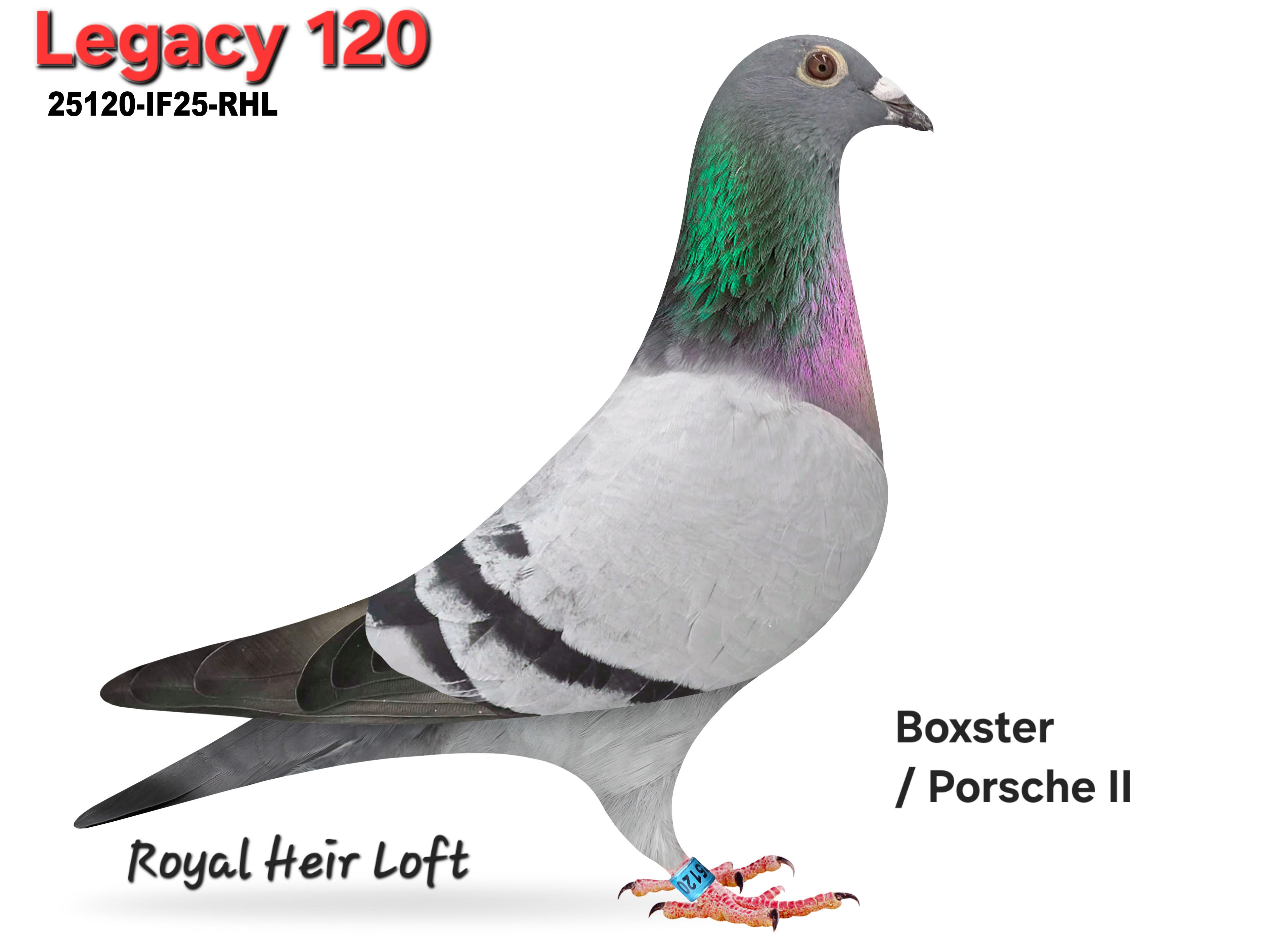 25120-IF25-RHL Medium Blue Male