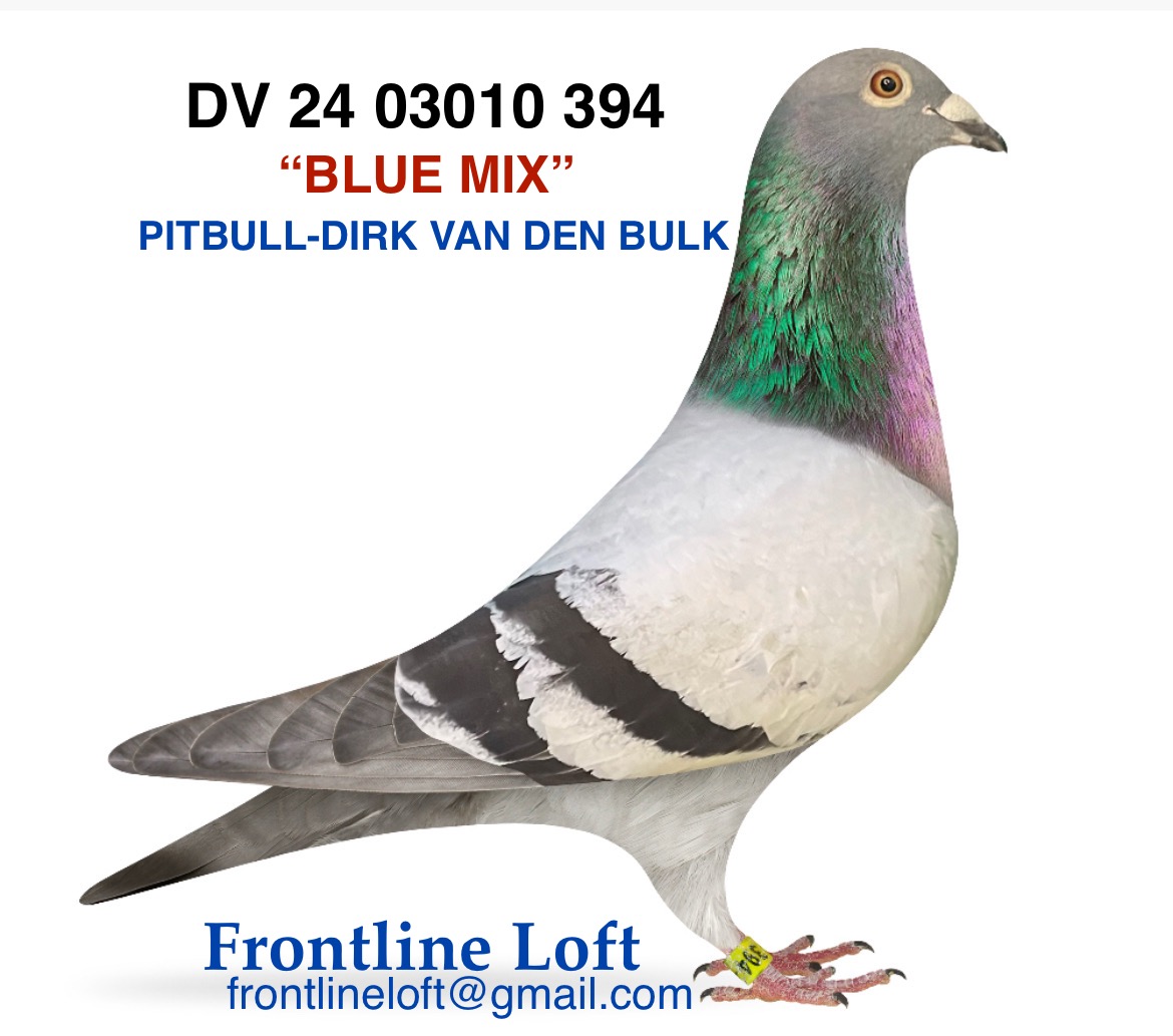 PITBULL - VAN DEN BULK 