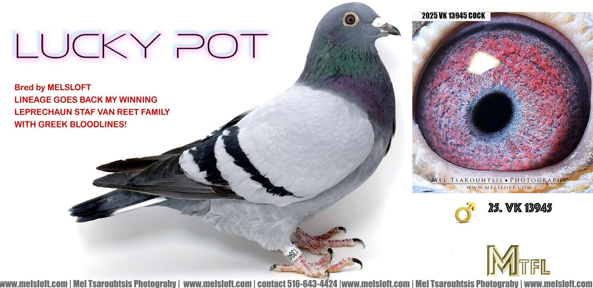 2025 VK 13945 bb cock 