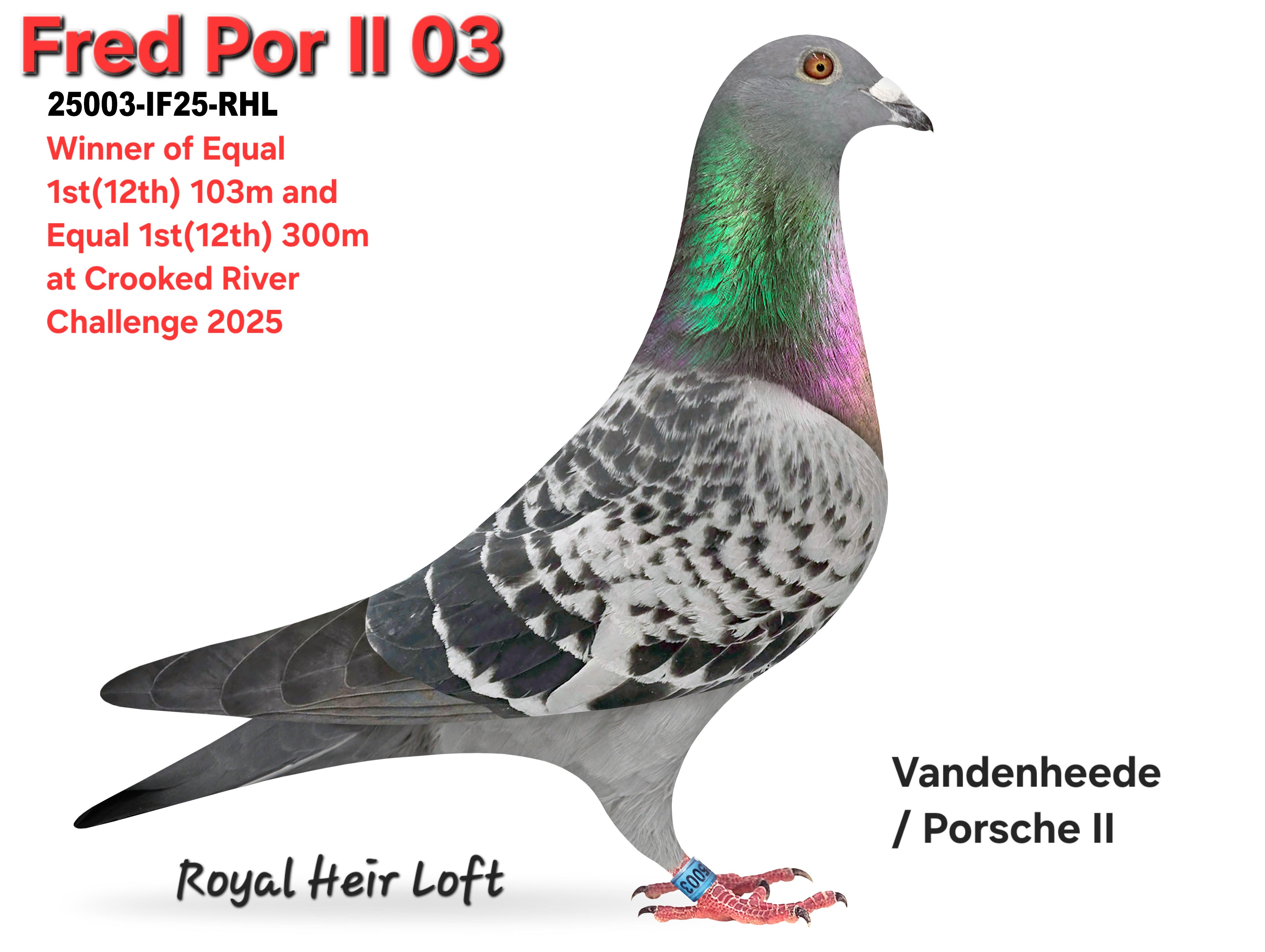 25003-IF25-03 BC Hen