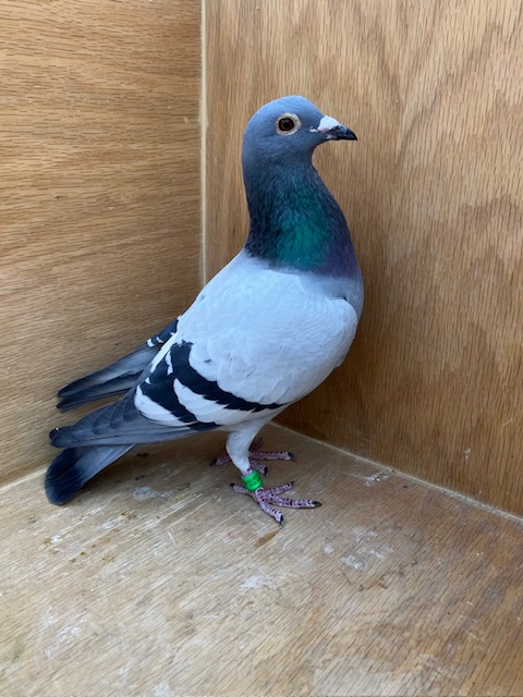 AU 24 VK 10222 BB COCK