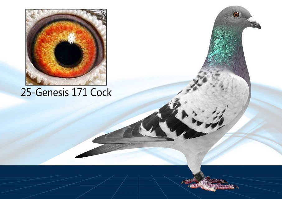 25-171(Cock) Long Distance Special