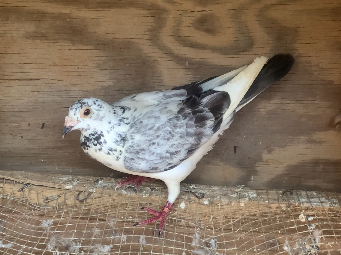 Jones family loft grizzles breeder proven racer