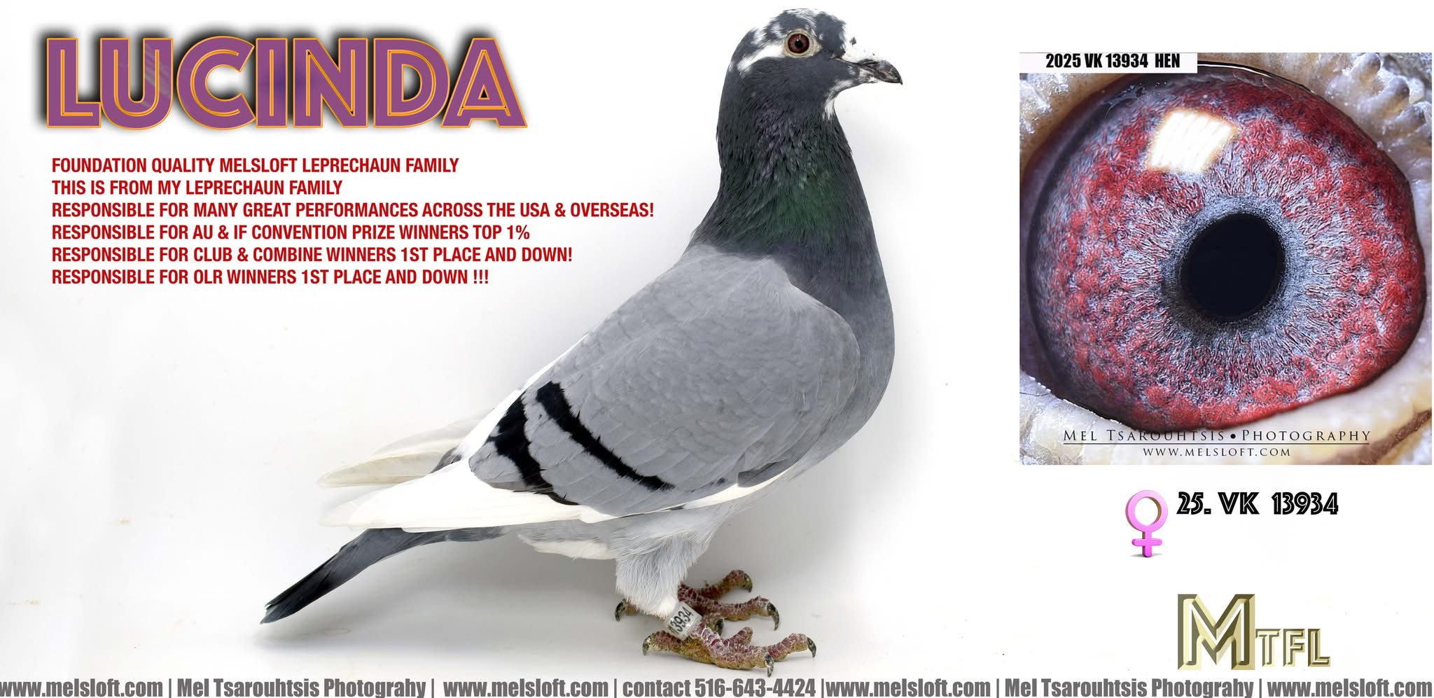 2025 VK 13934 bbpied hen 