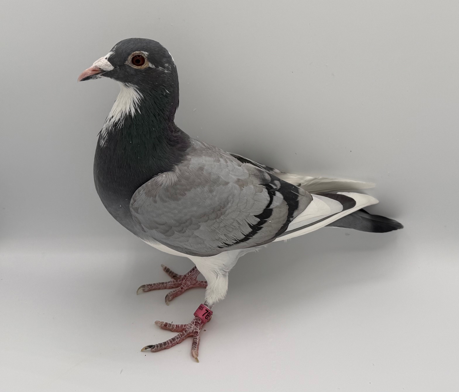 Nice Late hatch Cock