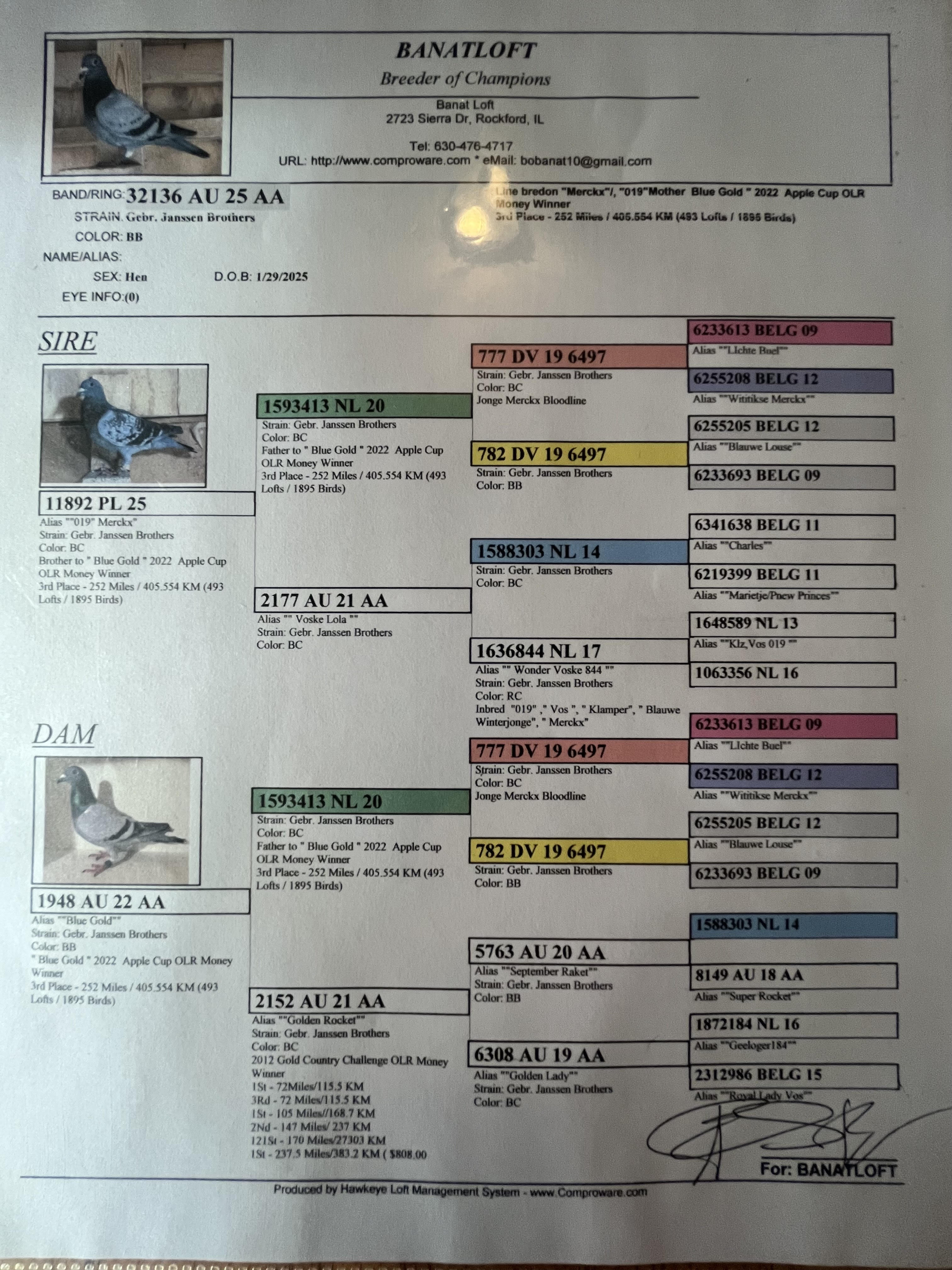 AU-25-AA32136 BB Hen