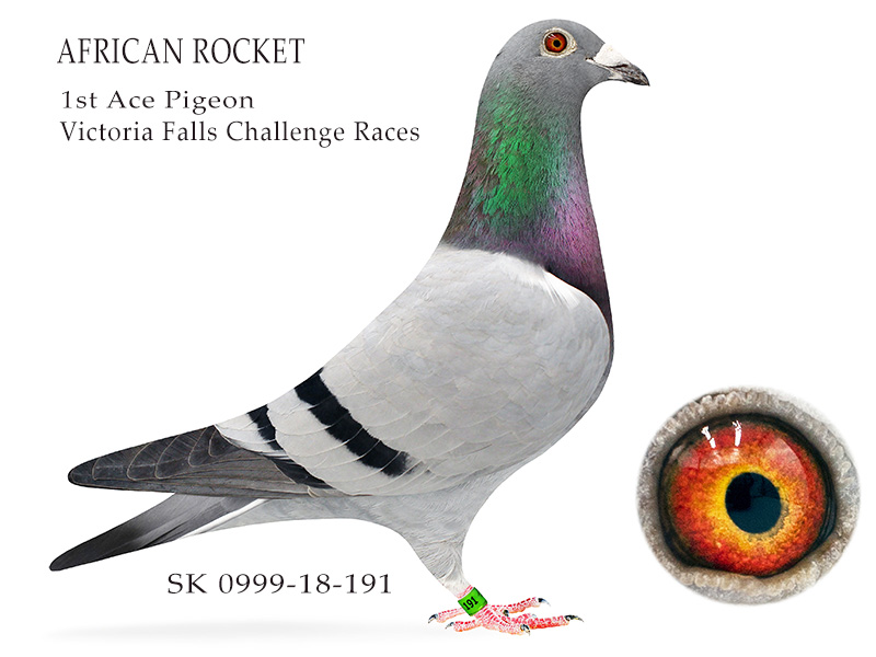 iPigeon.com - Racing Pigeon Auction