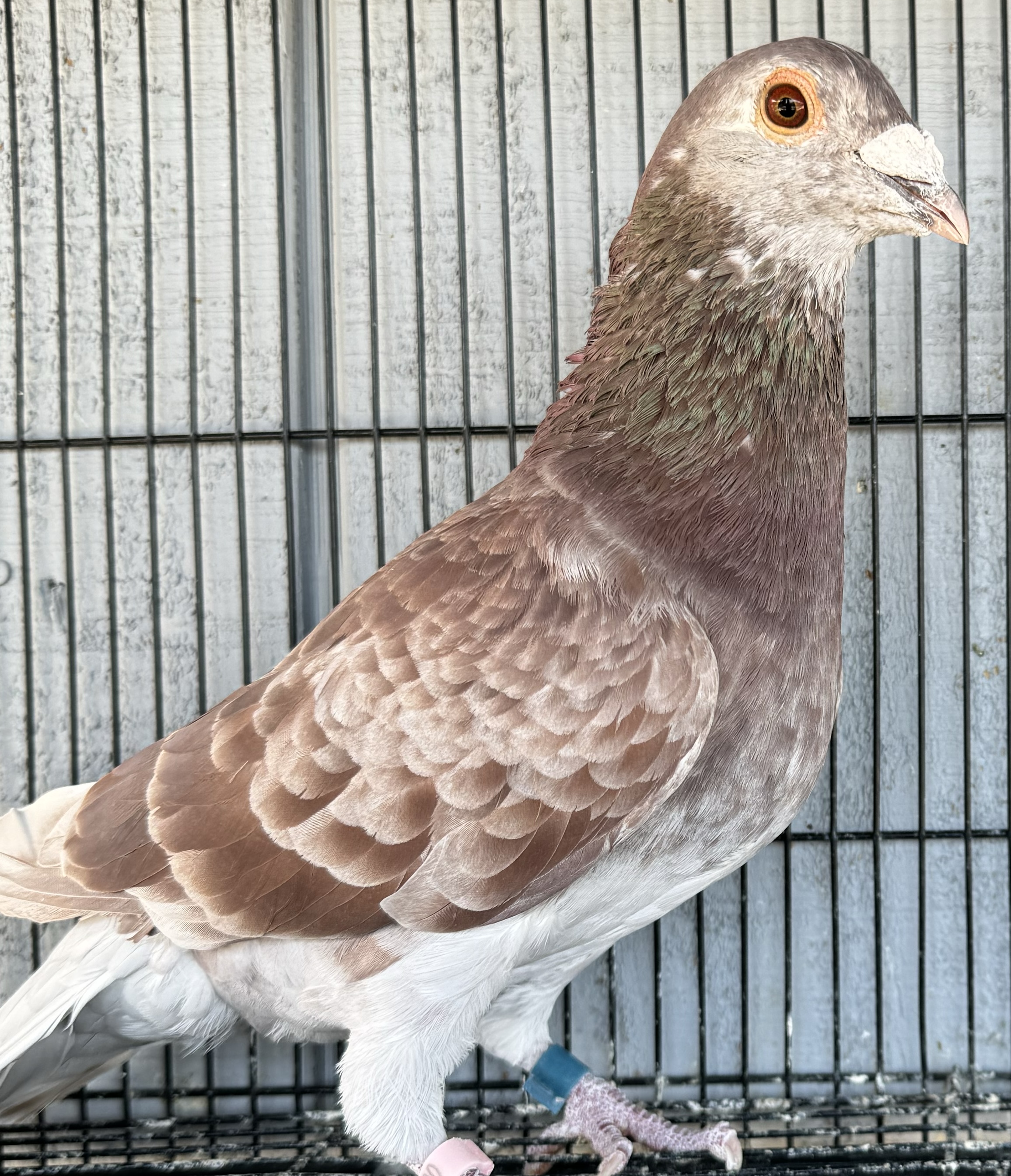 Mueleman X surebet cock