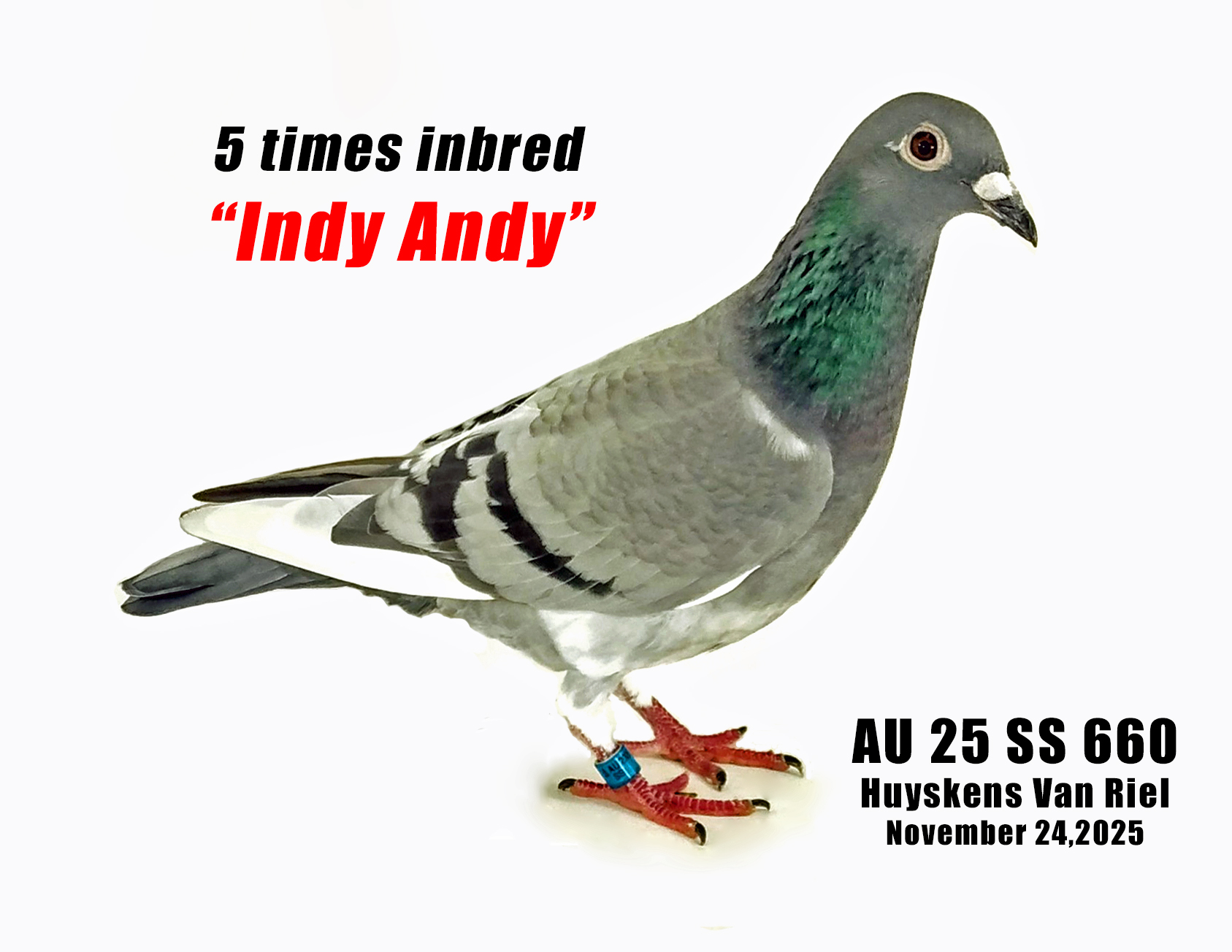 AU 25 SS 660 100% Huyskens Van Riel