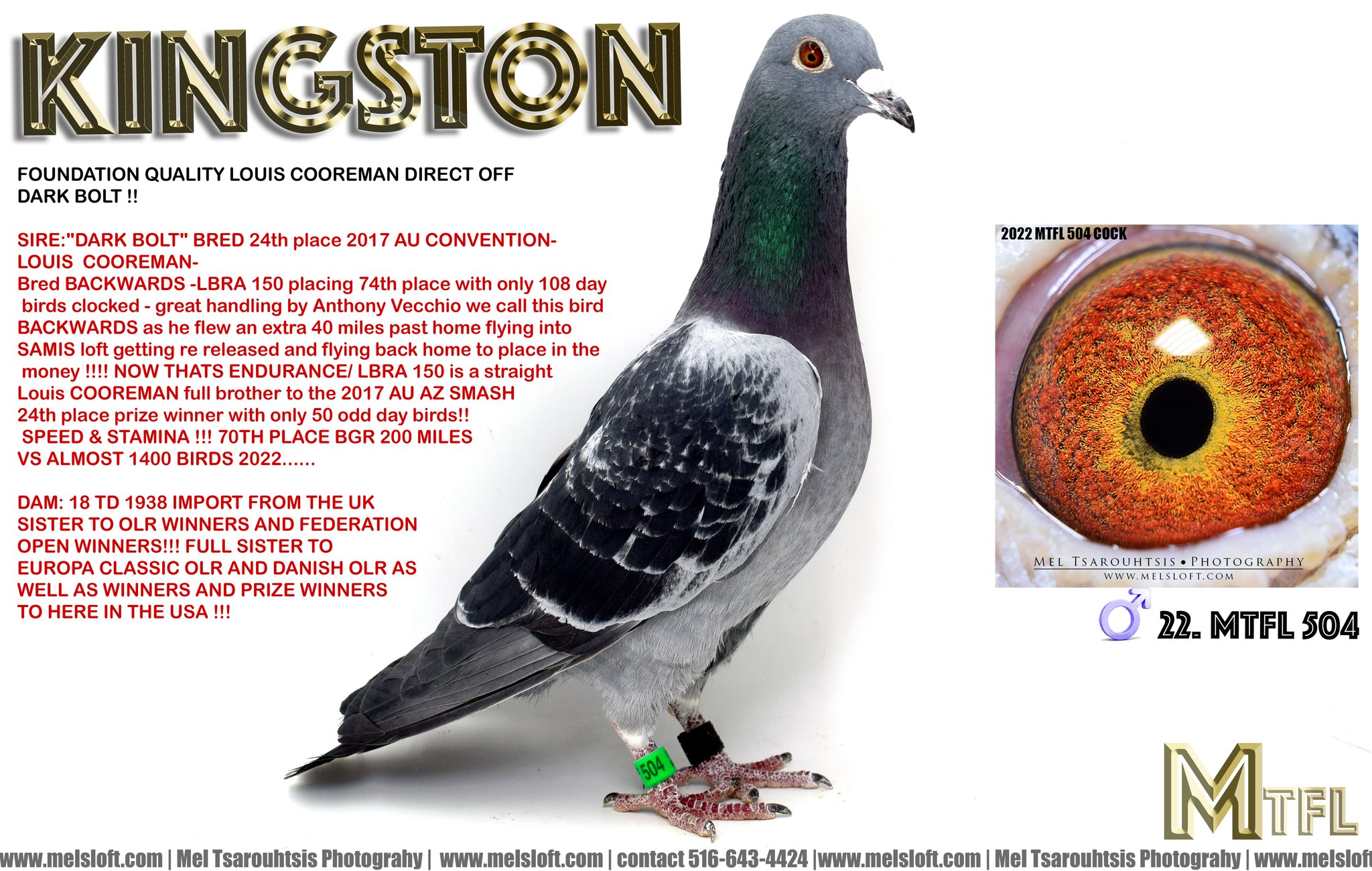 iPigeon.com - Racing Pigeon Auction