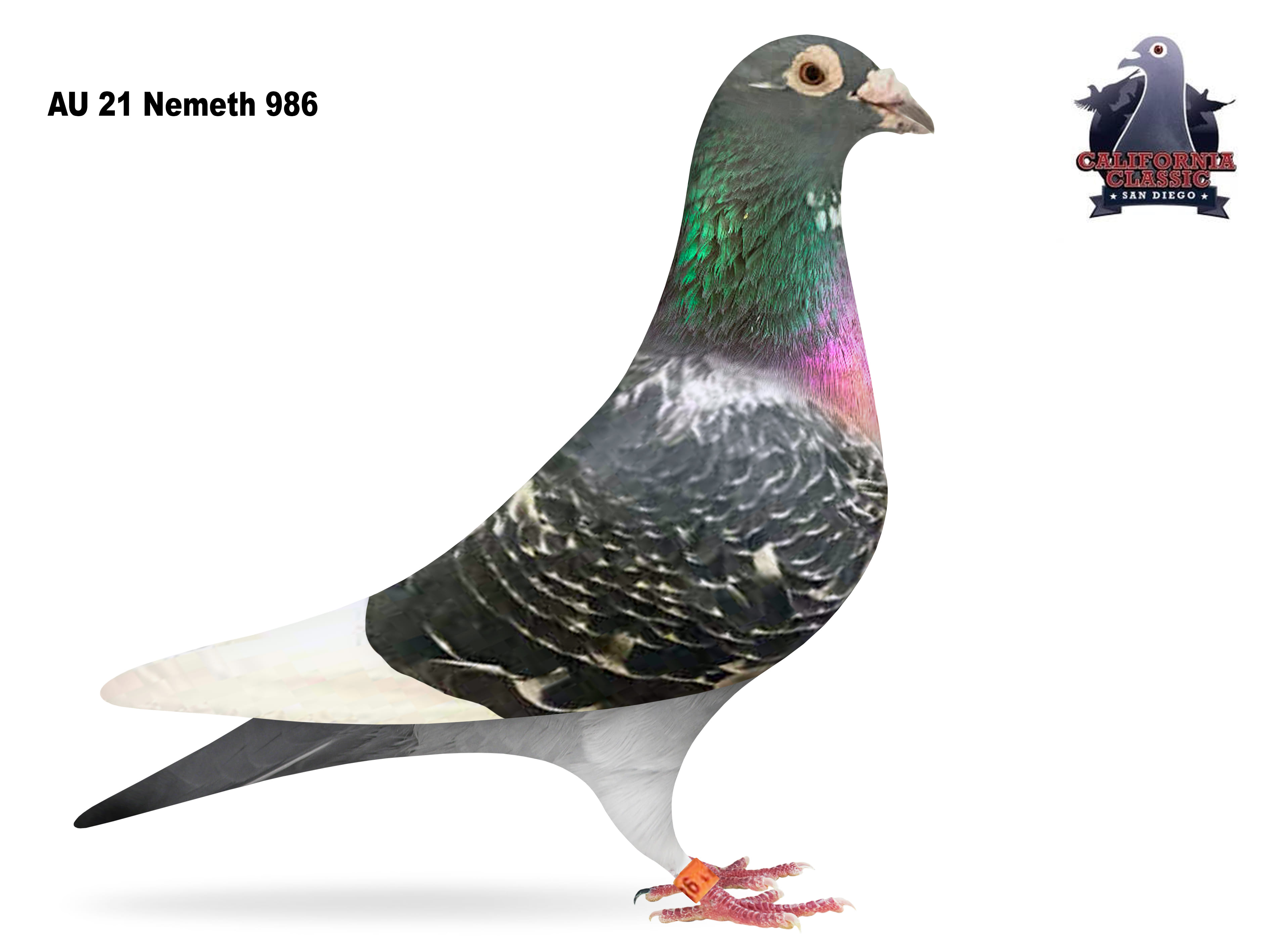 Lot 19. 2021 Nemeth 986 Cock