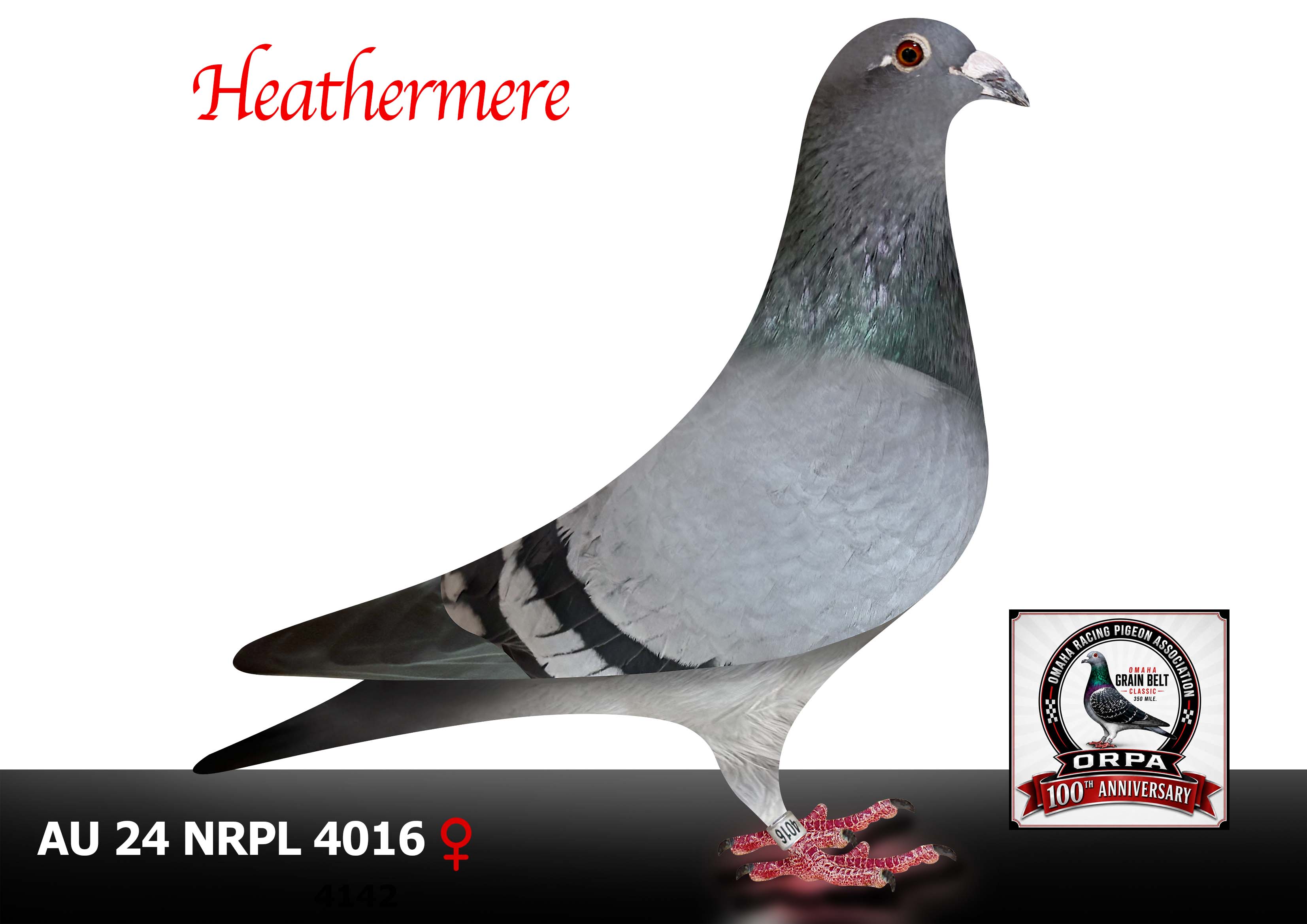 AU 24 NRPL 4016 Hen