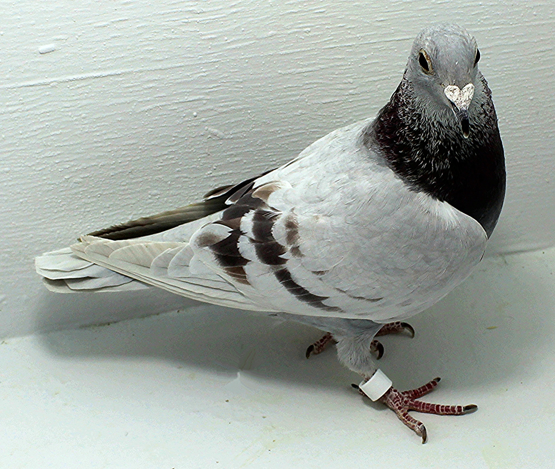 87 USA 2025 Pure Paul Sion