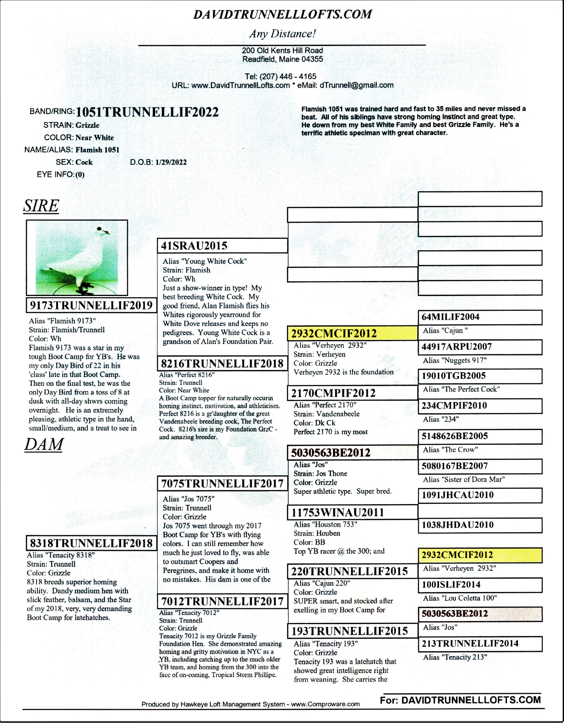 IPigeon Racing Pigeon Auction ipigeon-racing-pigeon-auction
