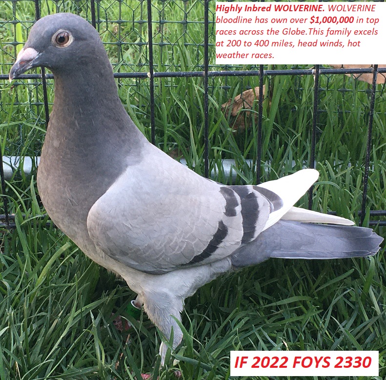 iPigeon.com - Racing Pigeon Auction