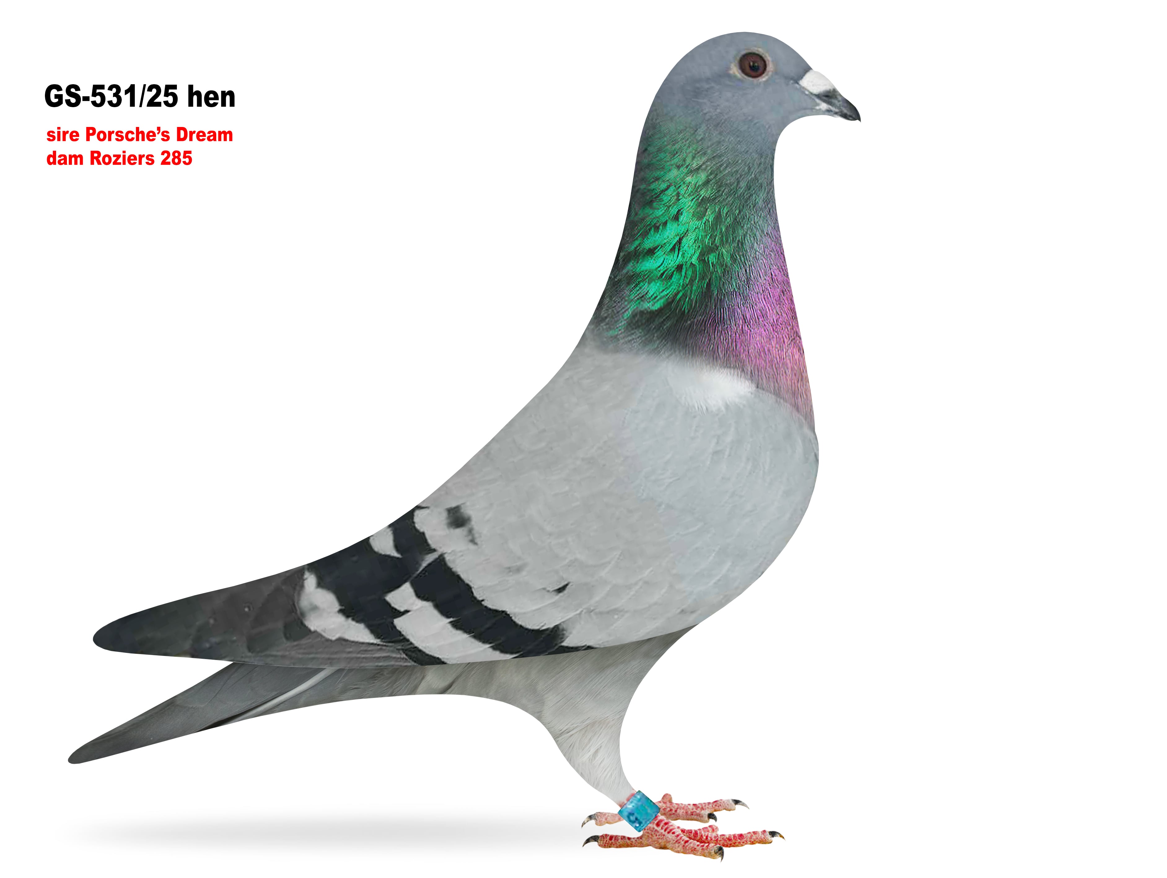 GS-531/25 Daughter Porsche