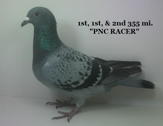 iPigeon.com - Racing Pigeon Auction