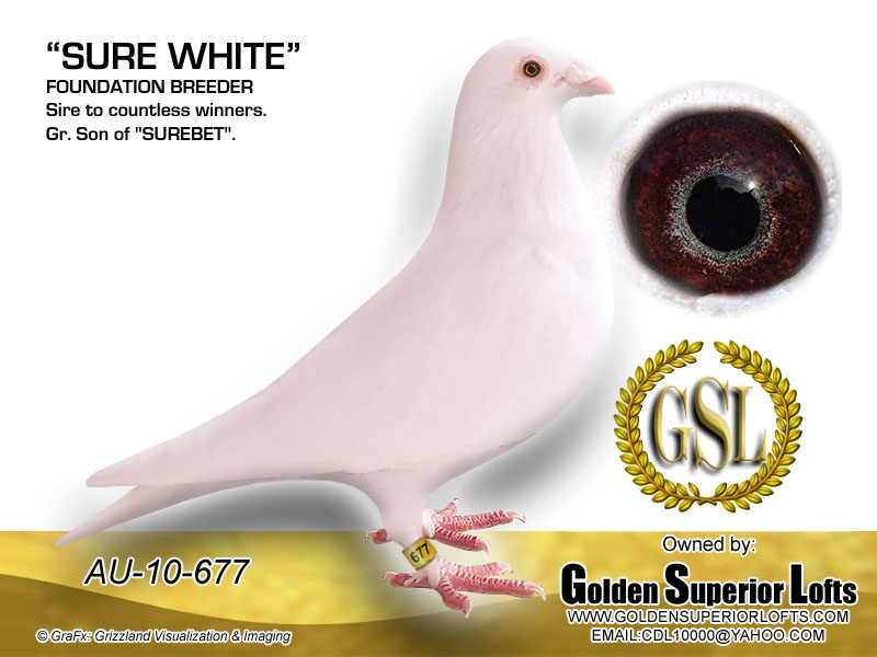 25-FVC-1905 White Cock.