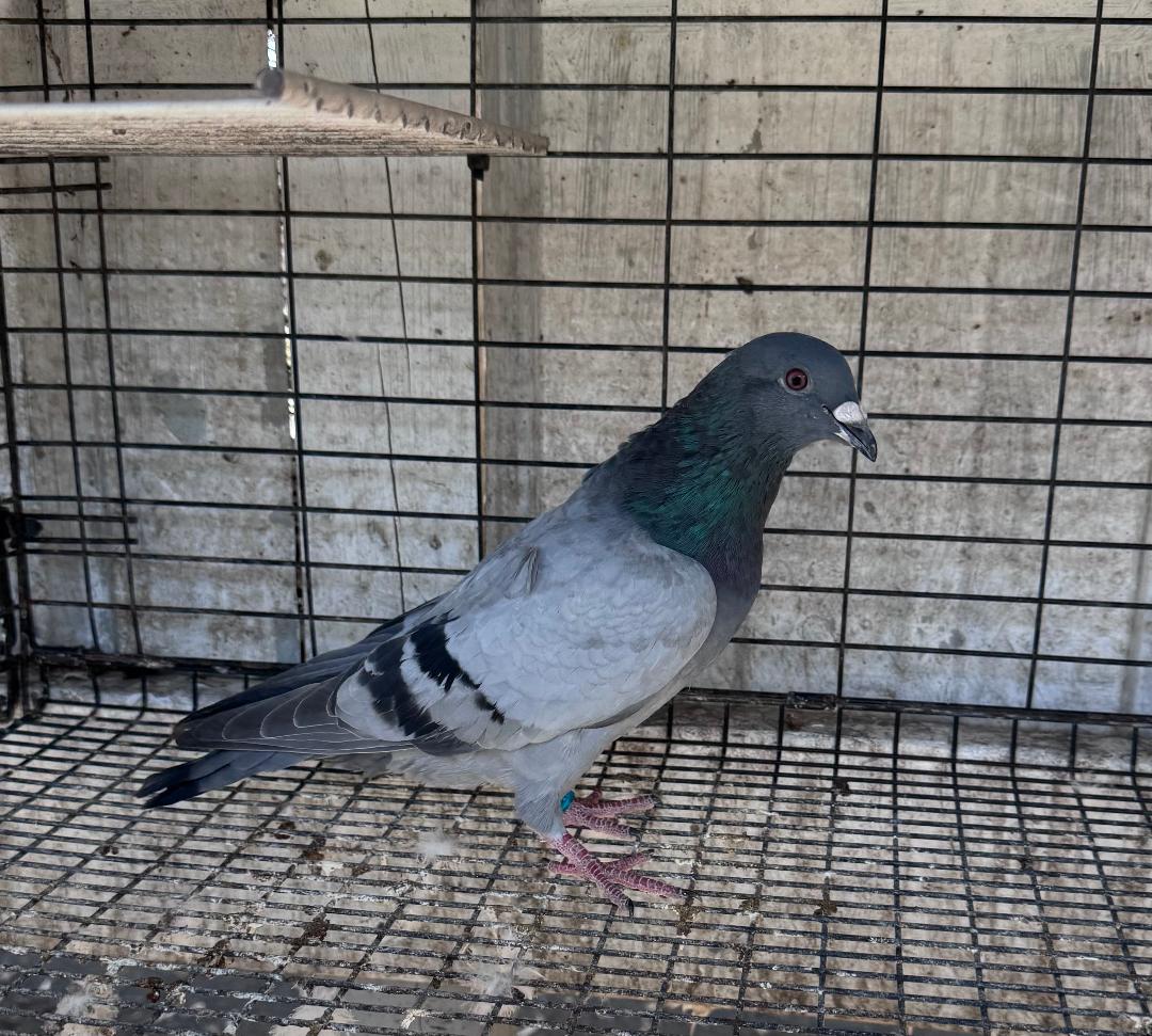 479 GR DAU OF RED MONKEY