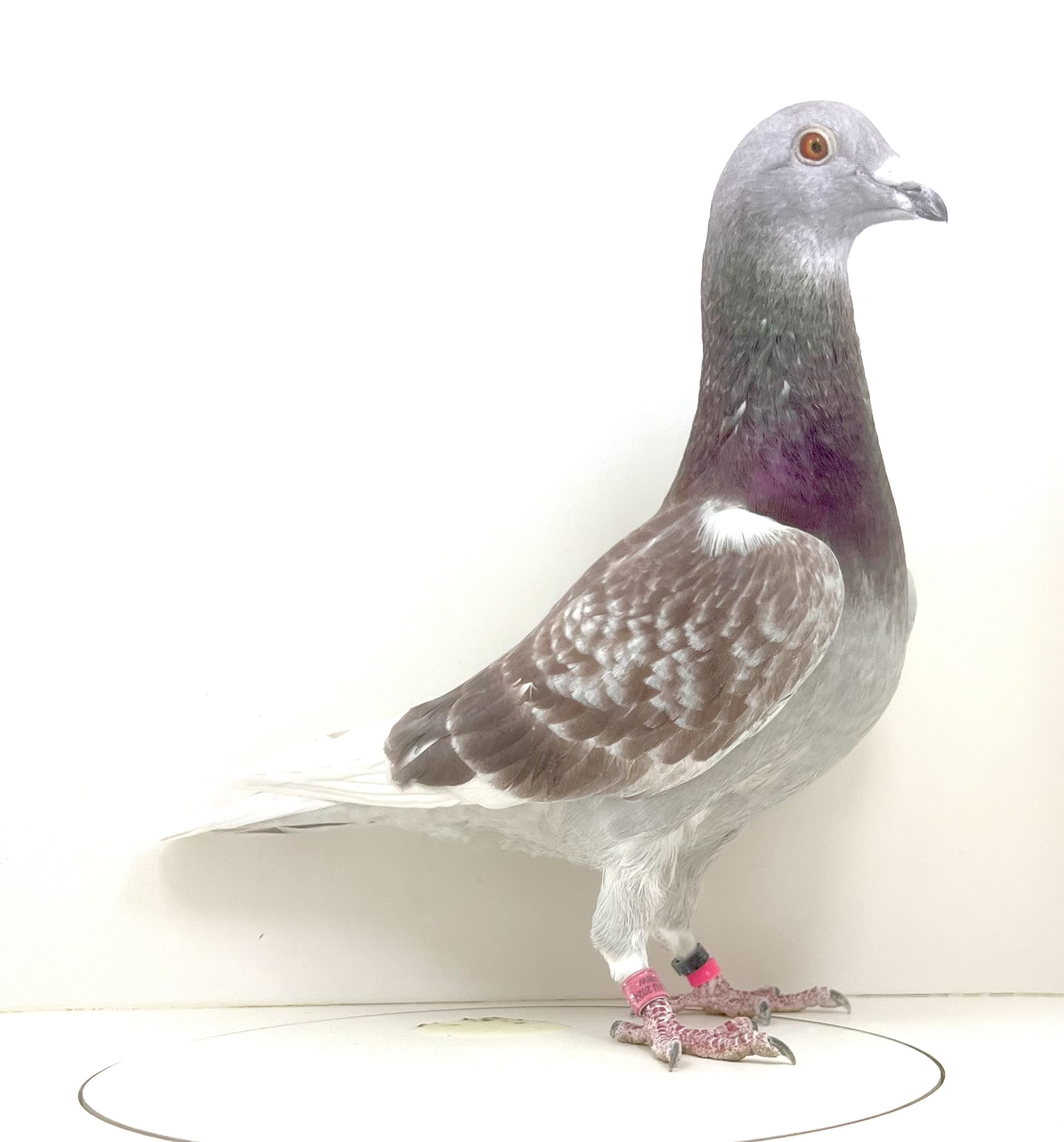 iPigeon.com - Racing Pigeon Auction