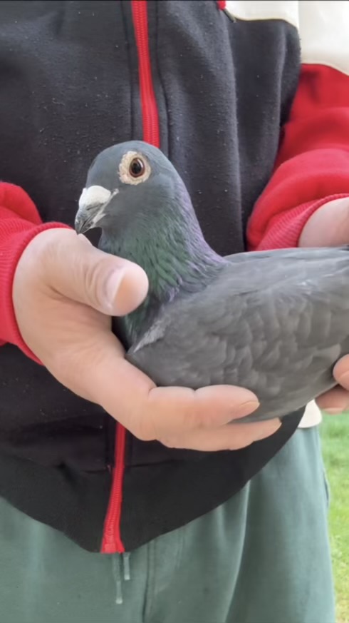 Direct Son Double Winner Mercedes Classic