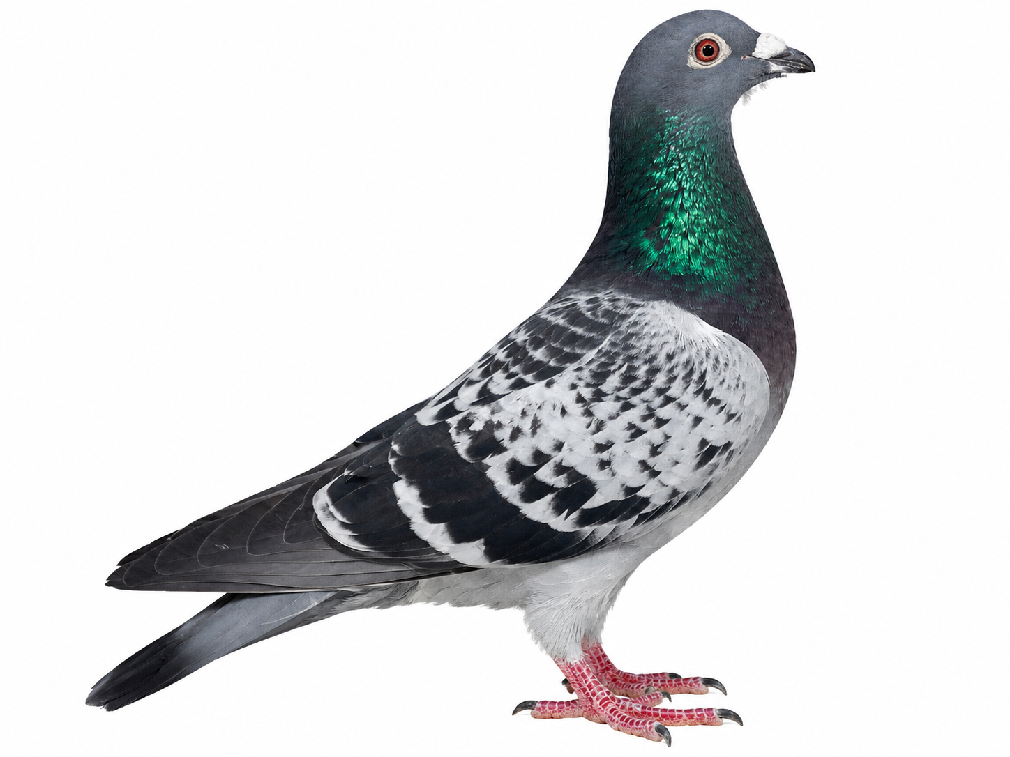 AU 1191 EAV 2024 HEN