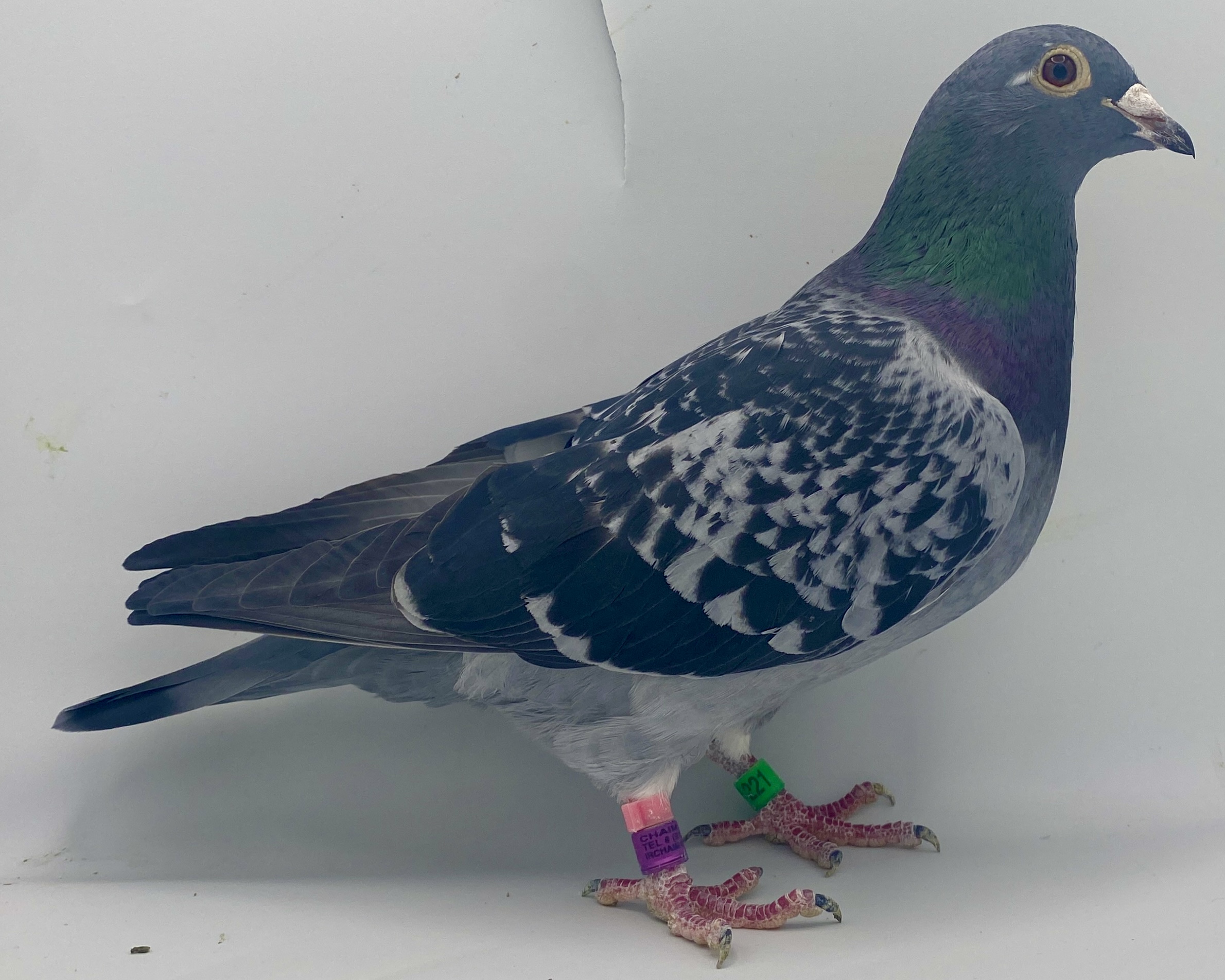 IF 2022 SVN 221 CHCK HEN 