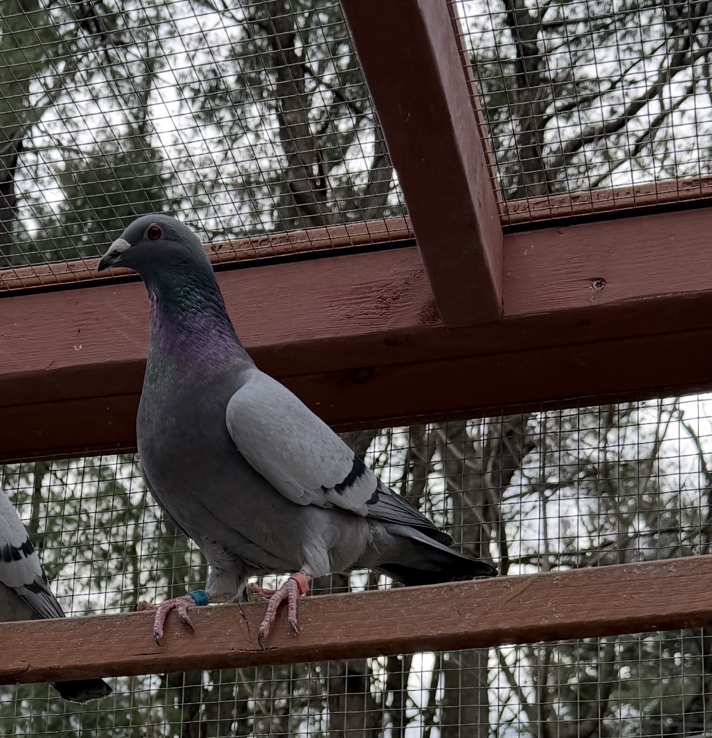 2025 cock inbred Thomas 6 and Porsche 