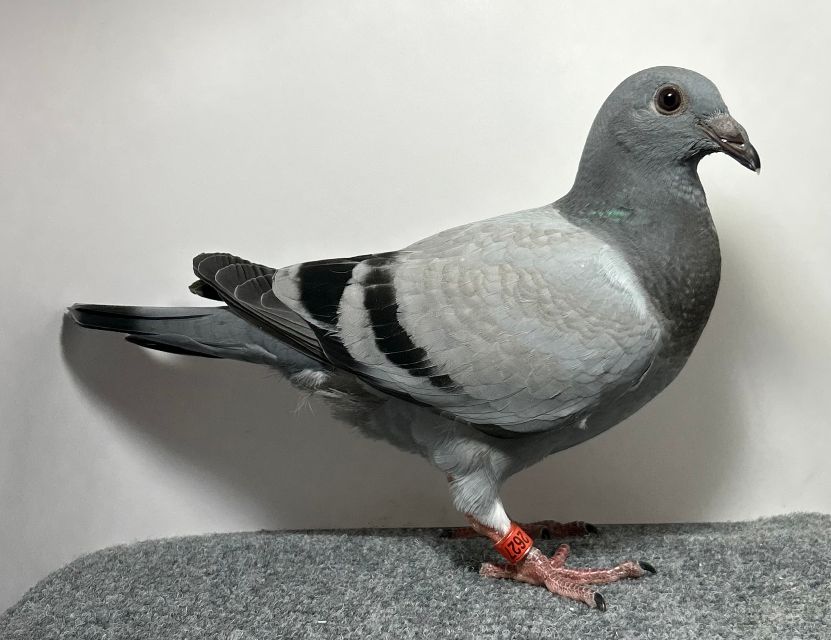 2627 WICK AU 2026 BB