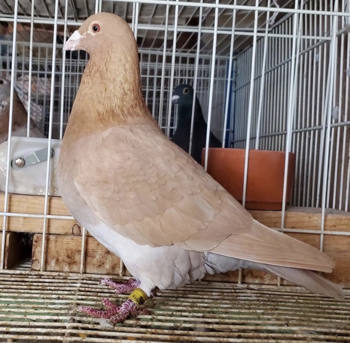 Recessive yellow Hollywood cock