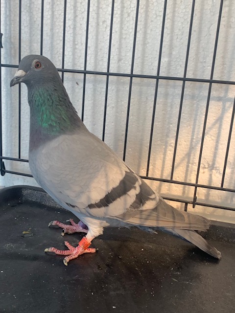 INBREED  LEO HEREMANS JACKPOT