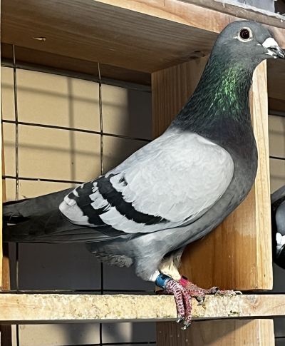 IF-25-TFLMD-404- BB COCK