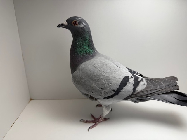 SAAD, Mila, Sir Hanover, Star Boy