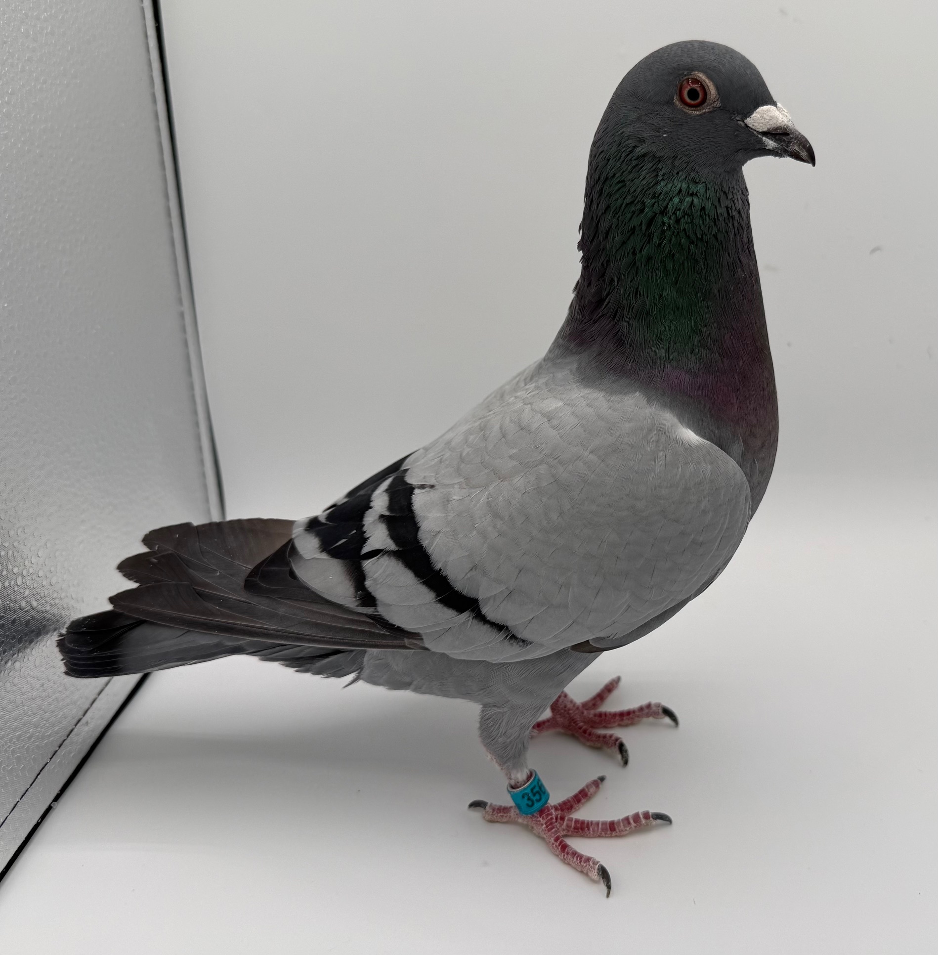 Full HALOVER BROTHER X AND KUWAIT MONEY WINNERS